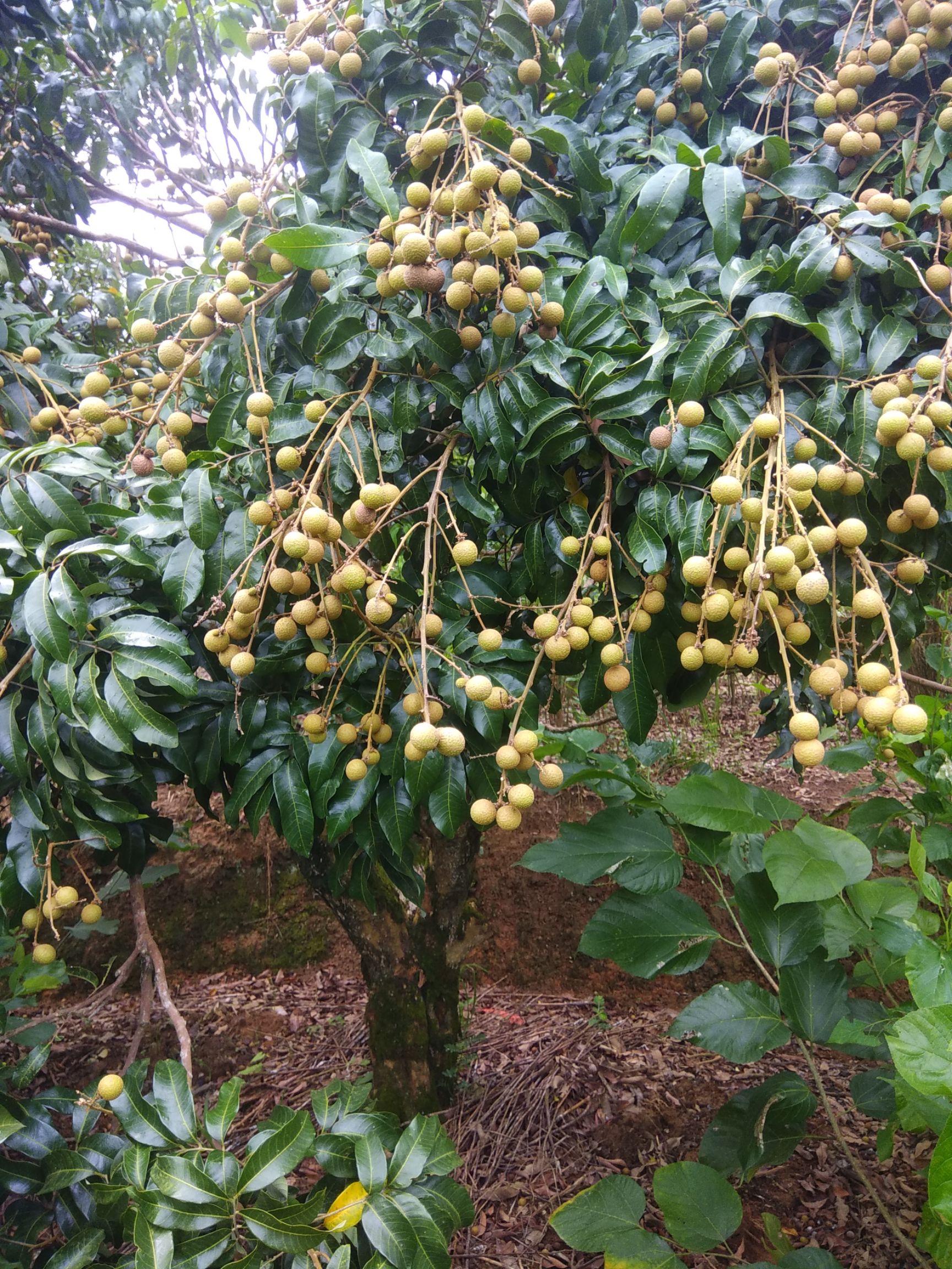 石峡龙眼苗 石硖和四委龙眼，高产，味道好，品质优良，基地直供苗圃