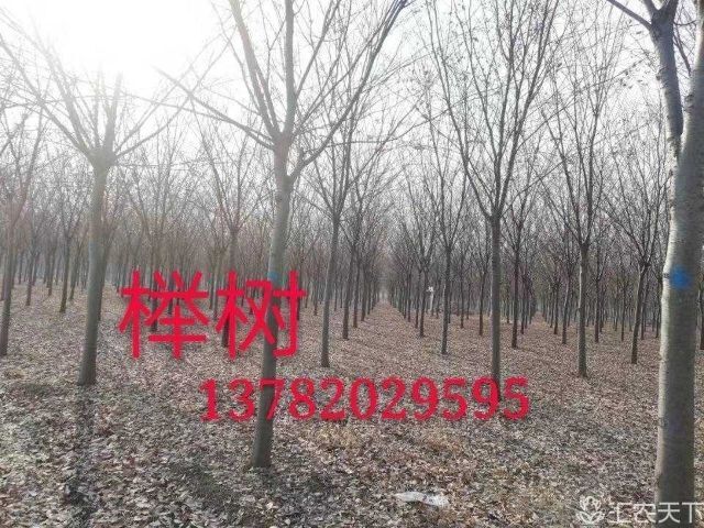 阜阳 榉树10一15公分6w棵