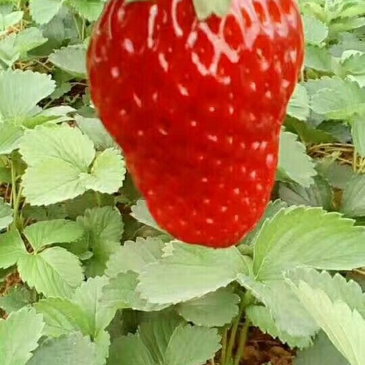 砚山县章姬草莓苗 章姬草莓<奶油味草莓>是全世界公认的最好吃的草莓品种之一。