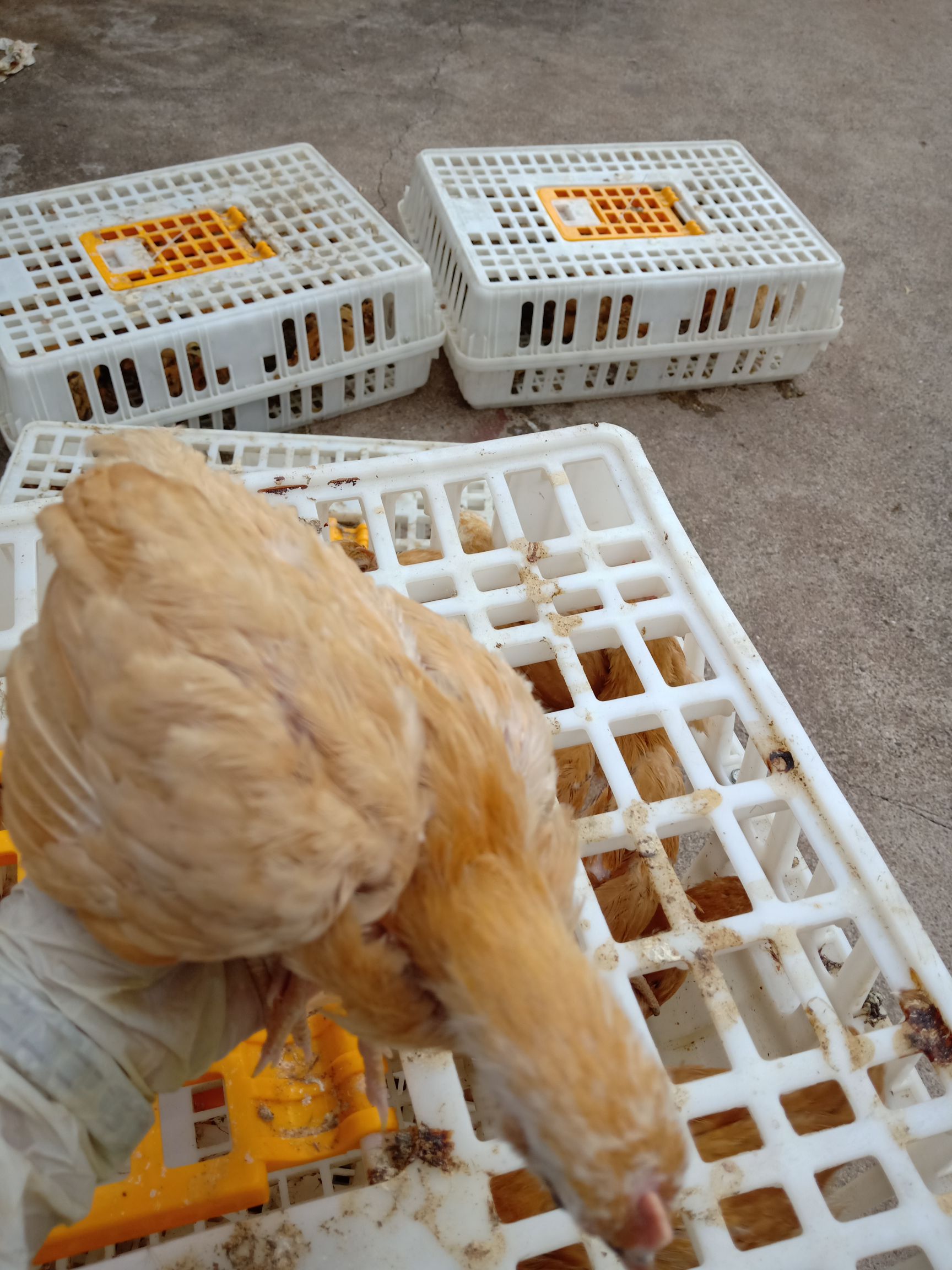  脱温鸡
