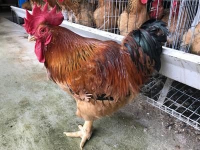 昆明K9鸡苗 K9（快大）包打疫苗，包活到家