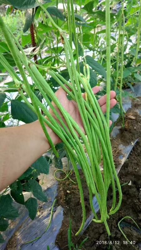 耐热豆角种子耐热豇豆种子长豆角种子翠绿色，条长肉厚无鼠尾