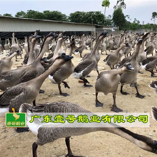 广州 优质马岗鹅鹅苗 品种纯正 厂家直销 包运费  包打疫苗
