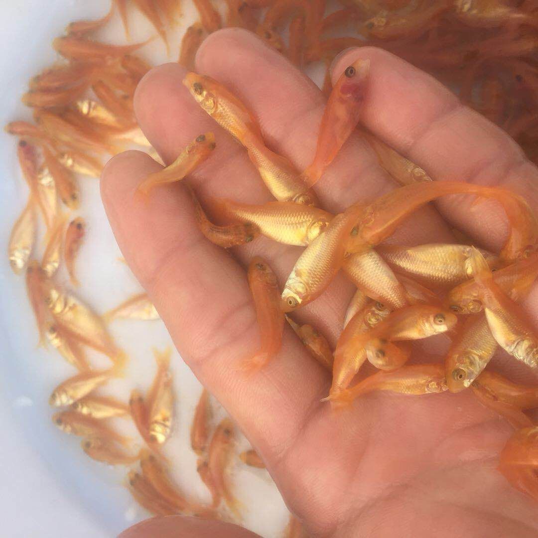 红鲤鱼苗 兴国红鲤鱼苗 鲤鱼水花活体鱼苗厂家批发 免费送货