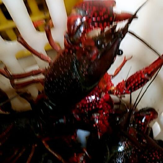 潜江市 潜江小龙虾