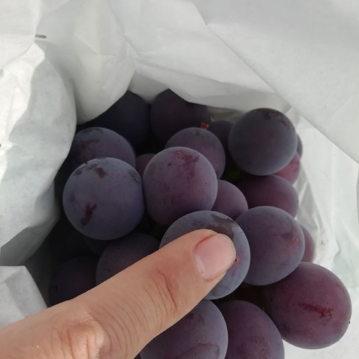 邯郸藤稔葡萄 乒乓球