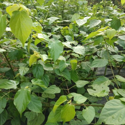 桂林豆腐柴苗  豆腐树苗、观音豆腐