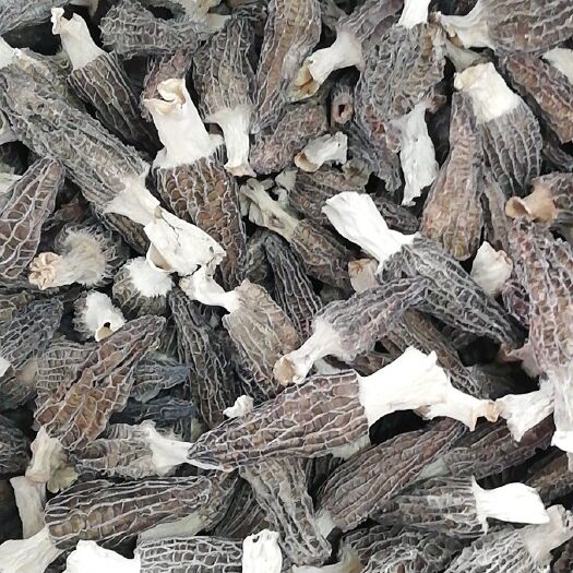 古田县 羊肚菌一斤400