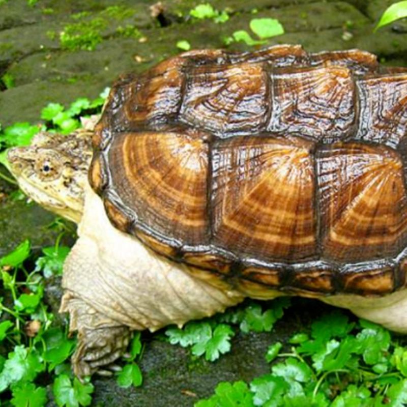 [佛鳄批发] 鳄龟活体乌龟活体小鳄龟苗宠物龟大