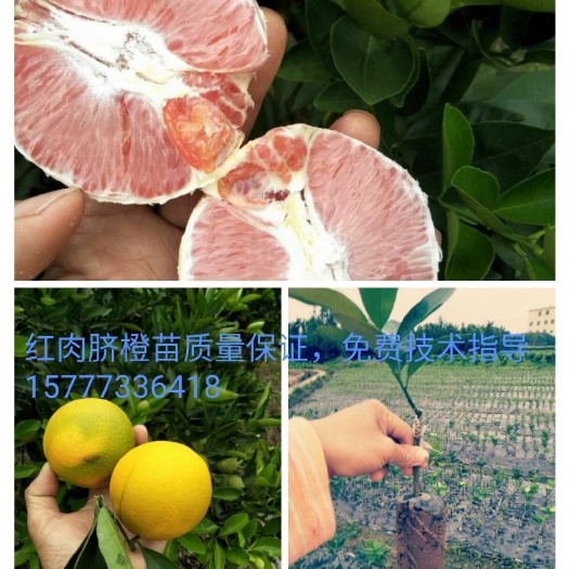 荔浦市 红肉脐橙苗