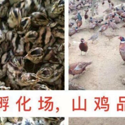 南宁 本宝贝为七彩山鸡苗，诚信经营，场家直销！品质保证！