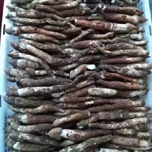 永胜县鸡枞菌 鲜鸡枞菌