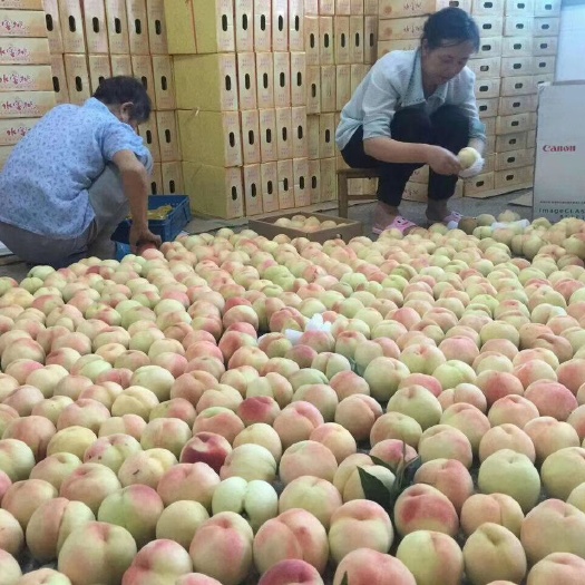 无锡阳山水蜜桃 70mm以上 4两以上