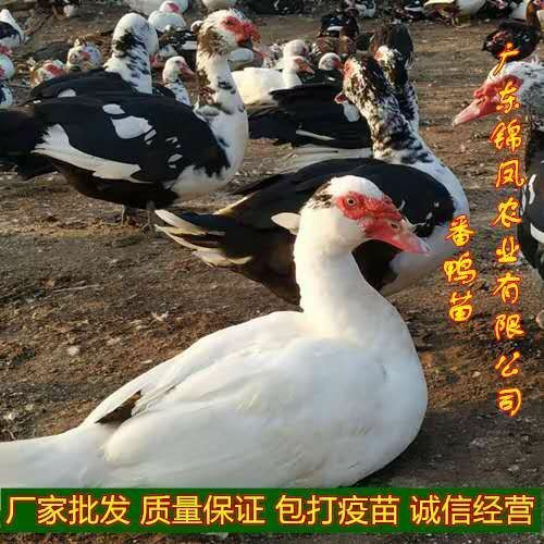 高州市 番鸭苗