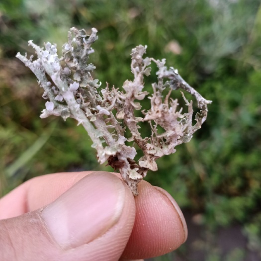 漳县鹿角菜 手选高海拔石花菜山菜
