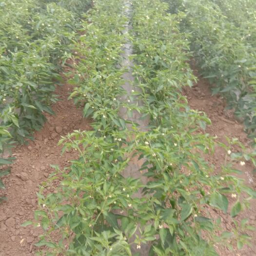 定襄县 大量辣椒