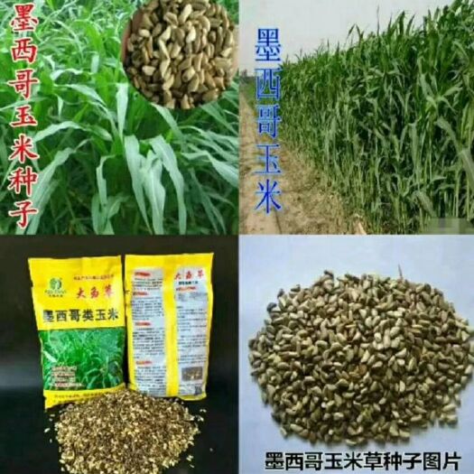 梁山县墨西哥玉米草种子 莫西哥玉米草适合鸡，鸭，鹅，兔的天然饲料