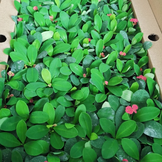广州铁海棠盆栽 铁海棠虎刺梅穴盘苗128孔开花盆栽植物