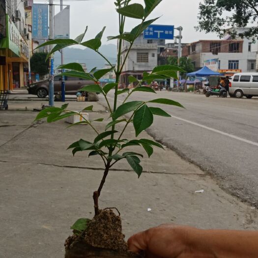 柳城县吴茱萸苗 江西中花