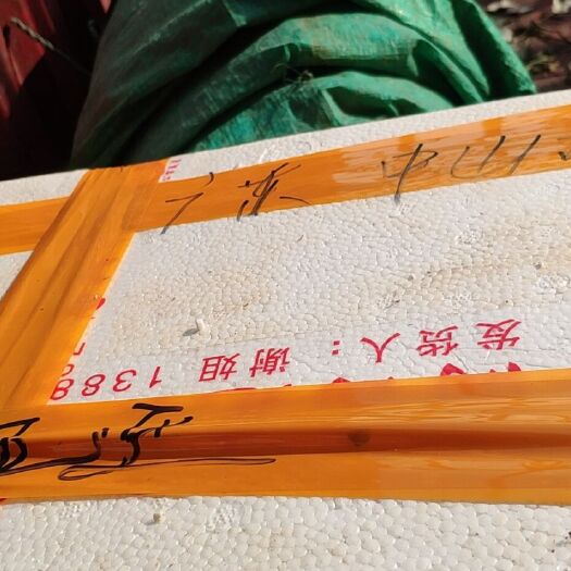 潜江市清水小龙虾 456虾子15