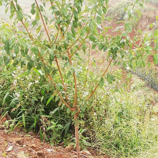 六盘水青脆李苗 清脆李