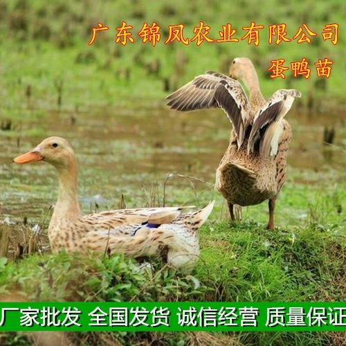 高州市 蛋鸭苗