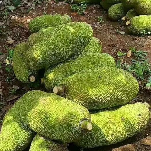 琼海市 甜甜蜜蜜菠萝蜜