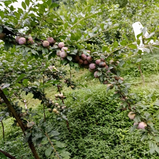 寻乌县 来自山区自然成熟的李子