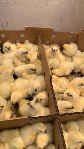 昆明广州农科院大种白凤乌鸡苗