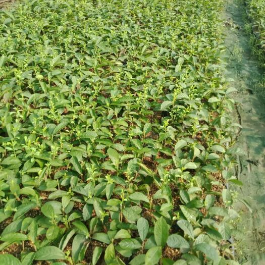 新泰市 夏季钙果苗，今年种植明年结果，丰产期每亩5000斤，