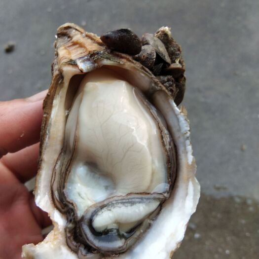 广州湛江牡蛎 湛江生蚝全国发货