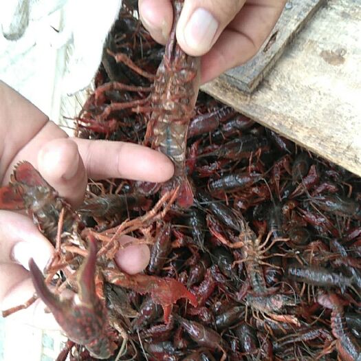 潜江市 小龙虾大闸蟹