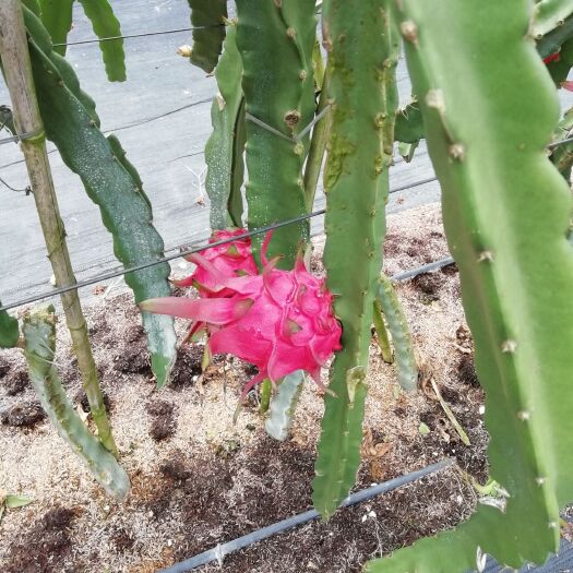南宁 大量供应火龙果