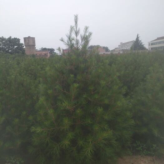 咸阳陕西白皮松 任何规格