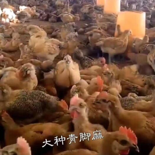 南宁青脚麻鸡苗 货真价实，诚信经营！！包打疫苗