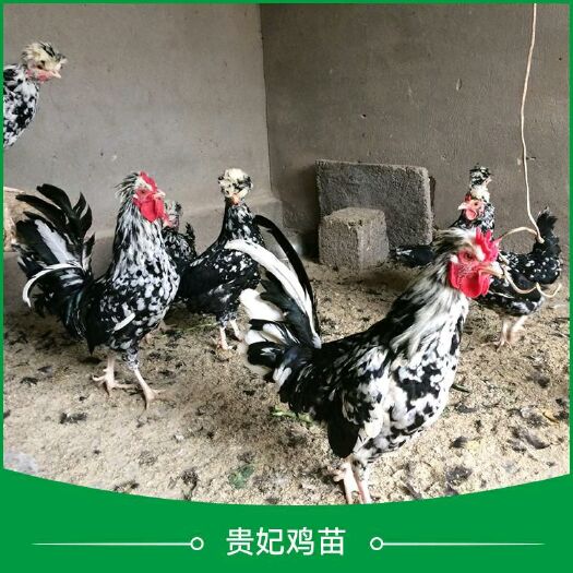 南宁 贵妃鸡苗包打疫苗 运输包活 .纯种优质 .包教技术