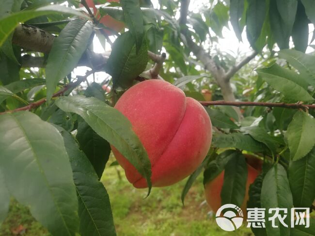 丽江雪桃苗 中国最昂贵的桃子  丽江雪桃