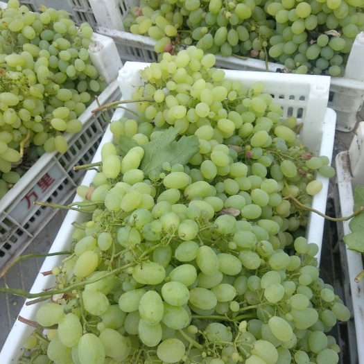 永城市 大量出售次品果青提葡萄，甬优，。含糖量18%以上。