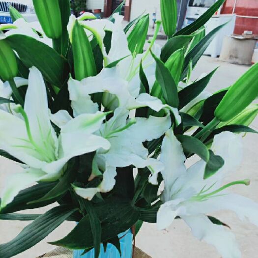 昆明百合花 白色单头百合，西伯利亚，一扎10个花苞，26.9元空运包邮。