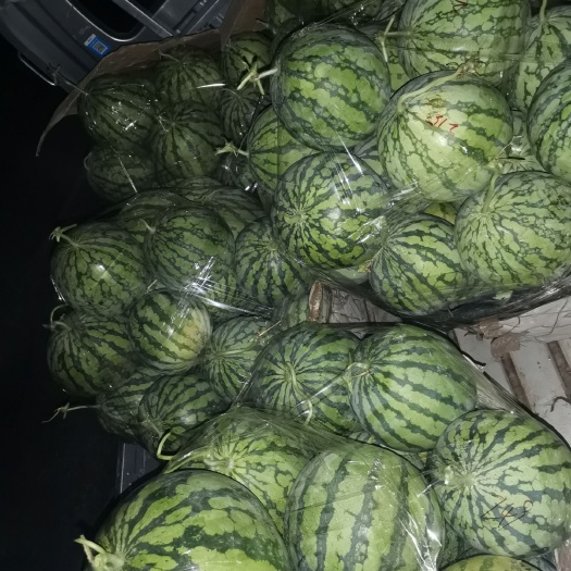 麒麟西瓜 湖南省湘西土家族苗族自治州龙山县 2茬