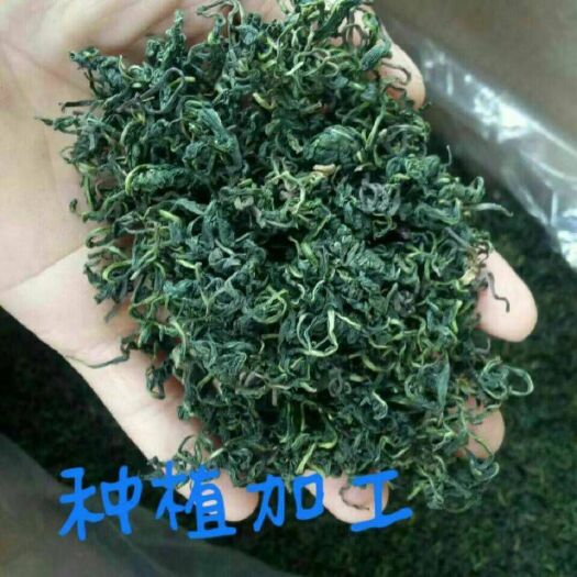 鹿邑县 新鲜蒲公英花茶  上市  价格低  茶品好