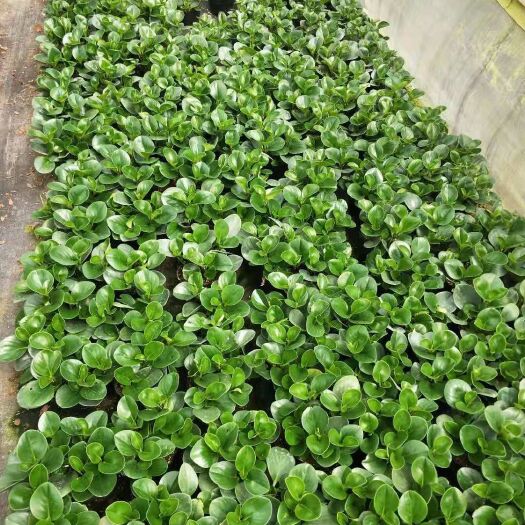 漳平市 青叶碧玉盆栽豆瓣绿四季常青绿植室内办公桌小盆栽防辐射吸甲醛