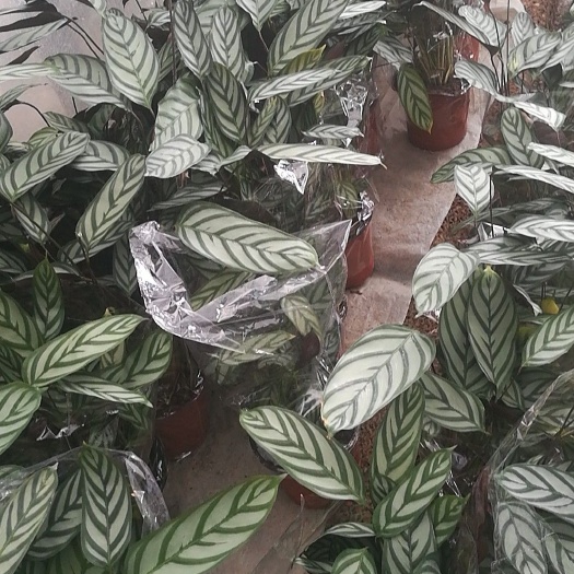 青州市普通竹芋 新飞羽竹芋