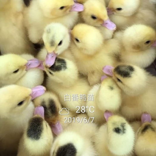 南宁大种白番鸭苗 白番鸭  真西洋鸭  巴巴里
