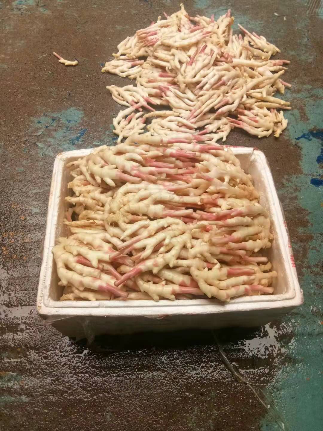 仔姜 精品子姜