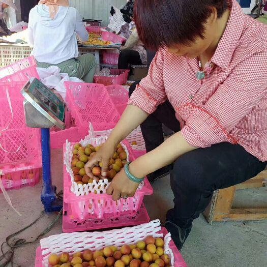 特克斯县 新疆伊犁吊干杏鲜果开始正式上市！糖分25——32度！欢迎订购