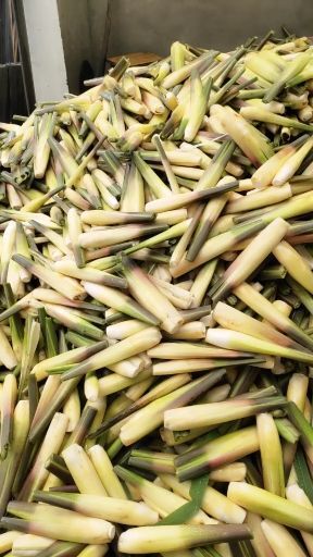 岳西县 茭白