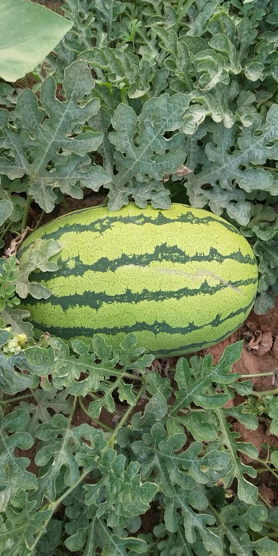 金城5号西瓜 双红金五