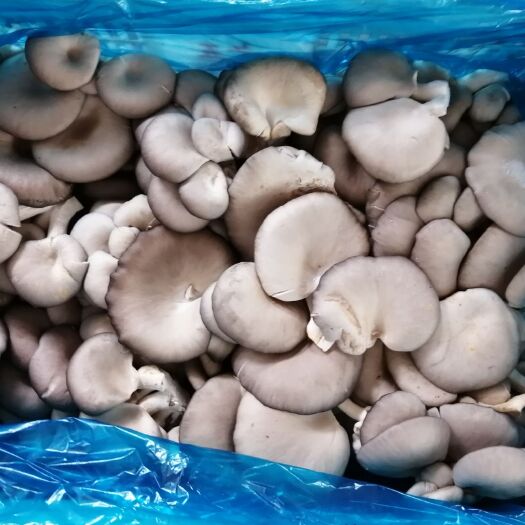 隰县干平菇 通货