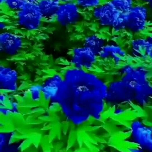 菏泽 精品牡丹，芍药
